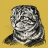 Scottish Fold