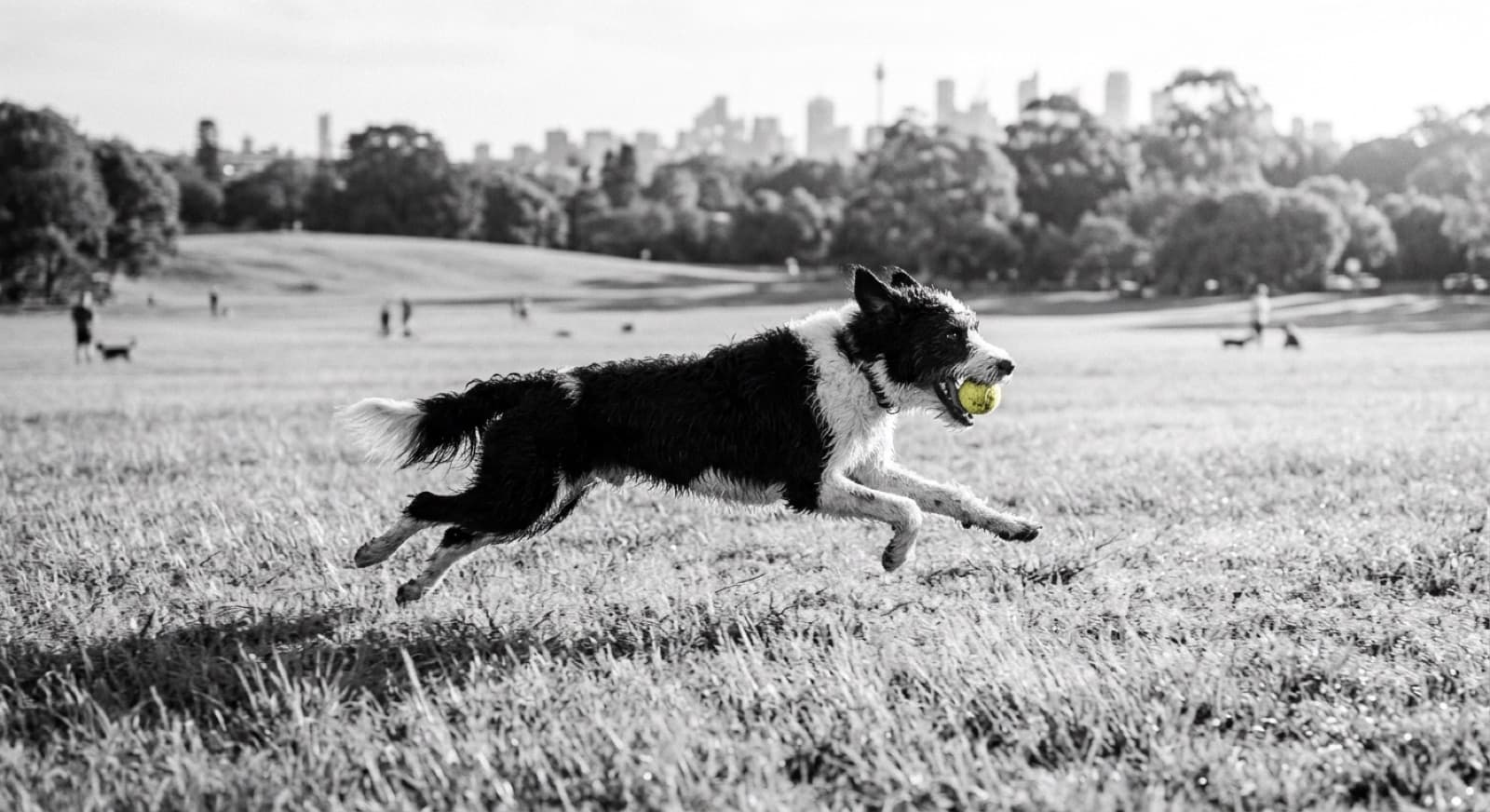 A curly-coated Bordoodle mid-leap catching a ball on grass in a Sydney park, showing the athletic Border Collie energy behind the soft doodle look