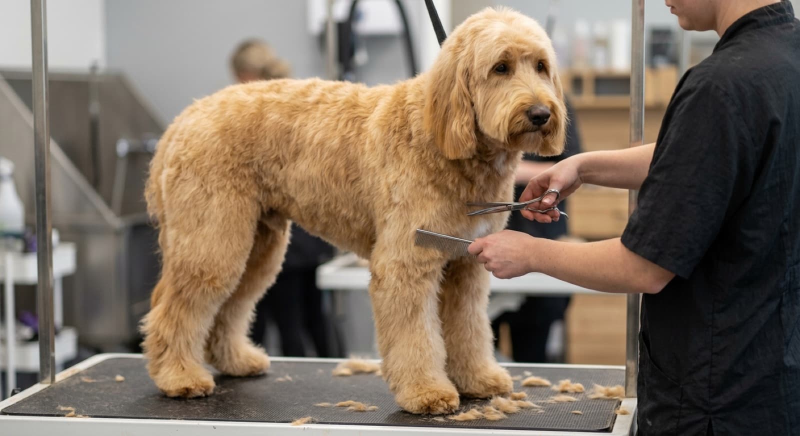 A large golden Groodle being brushed on a grooming table, the thick wavy coat combed out and free of mats, showing the regular brushing a big doodle coat needs