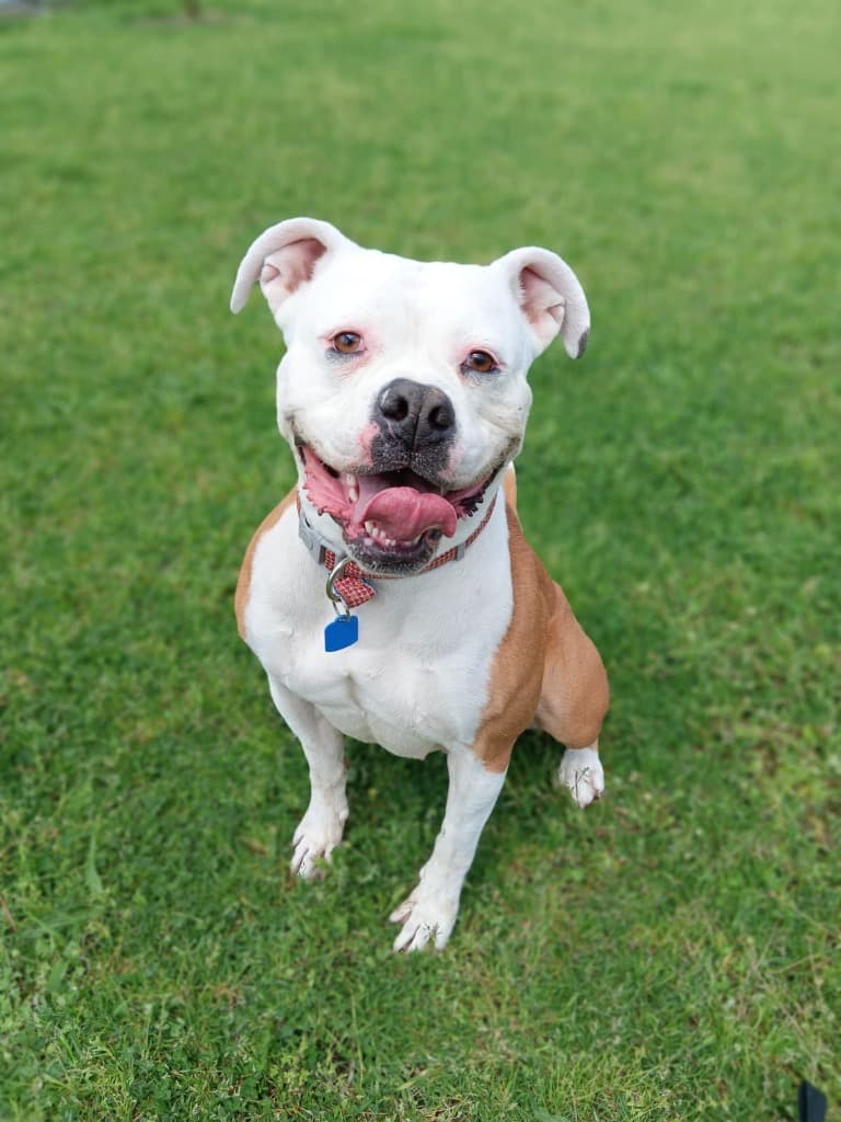Sandra - American Bulldog available for adoption at Australian Animal Protection Society in Melbourne