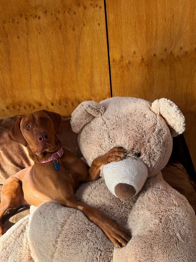 Cleo - Vizsla x Bull Arab available for adoption in Sydney
