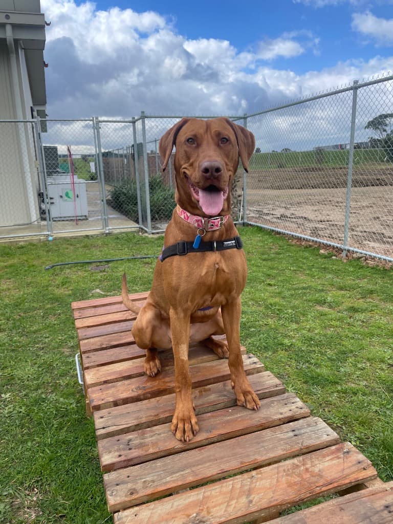 Cleo - Vizsla x Bull Arab available for adoption in Melbourne