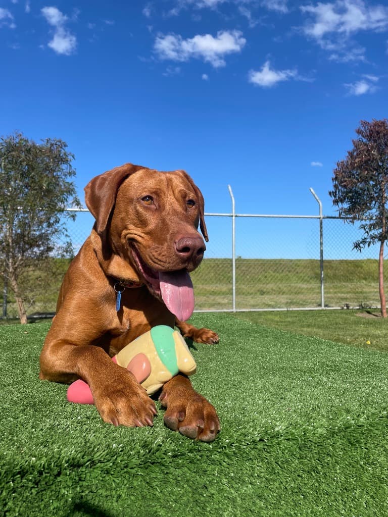 Cleo - Vizsla x Bull Arab available for adoption in Melbourne