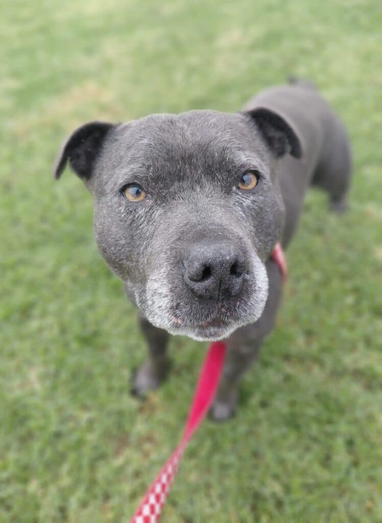 Coby - Staffordshire Bull Terrier available for adoption in Melbourne