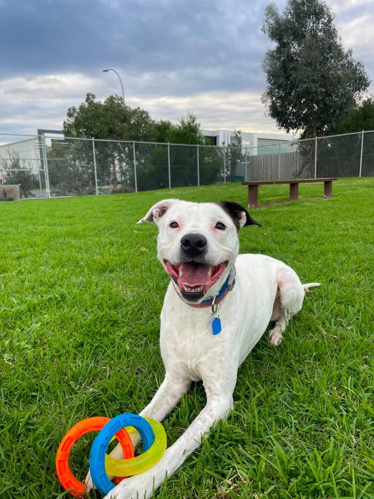 Dixie - Bull Arab available for adoption in Melbourne
