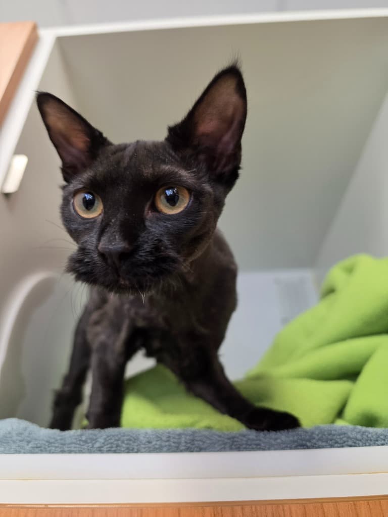 Poppet - Domestic Short Hair cat available for adoption at Australian Animal Protection Society in Melbourne