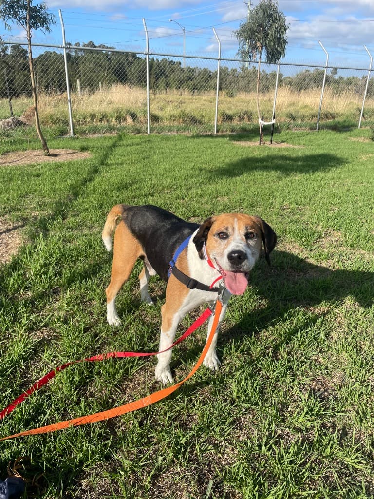 Smokey - Harrier available for adoption at Australian Animal Protection Society in Melbourne