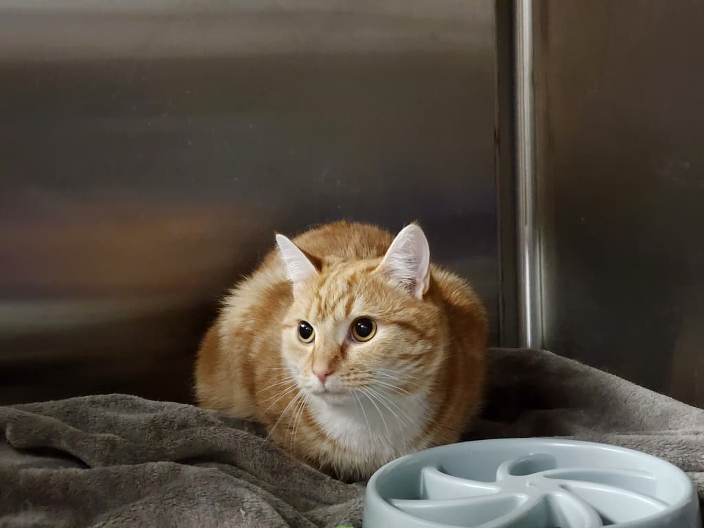 Cessna - Domestic Short Hair cat available for adoption at Australian Animal Protection Society in Melbourne