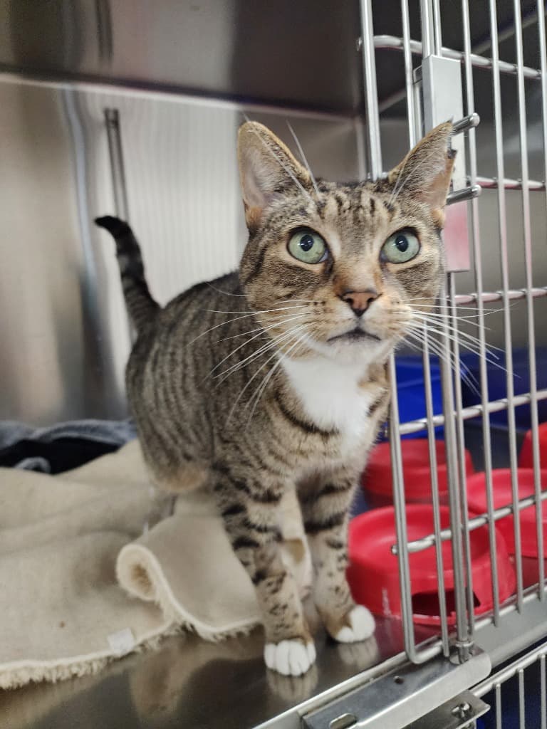 Mickey - Domestic Short Hair cat available for adoption at Australian Animal Protection Society in Melbourne