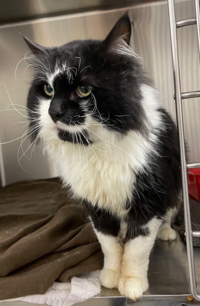 Jigglypuff - Domestic Medium Hair cat available for adoption at Australian Animal Protection Society in Melbourne
