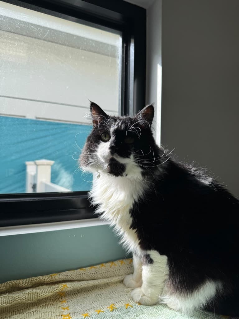 Jigglypuff - Domestic Medium Hair cat available for adoption at Australian Animal Protection Society in Melbourne