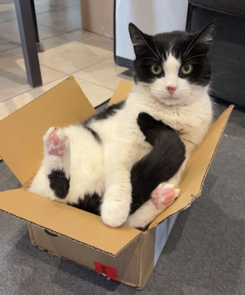 Lilly - Domestic Short Hair cat available for adoption at Australian Animal Protection Society in Melbourne