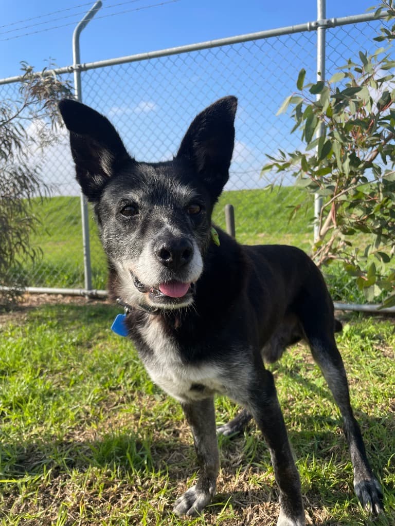 Bucks - Kelpie available for adoption at Australian Animal Protection Society in Melbourne