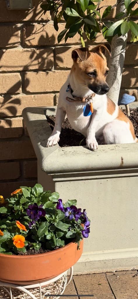 Chip - Jack Russell Terrier available for adoption at Australian Animal Protection Society in Melbourne