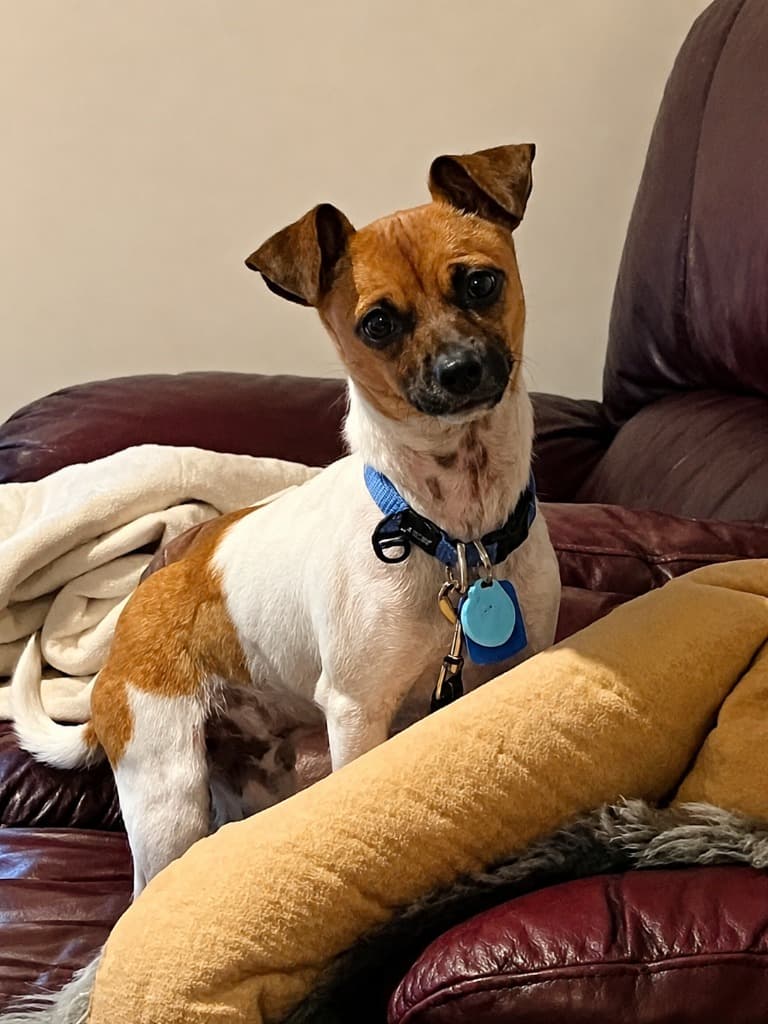 Dale - Jack Russell Terrier available for adoption at Australian Animal Protection Society in Melbourne