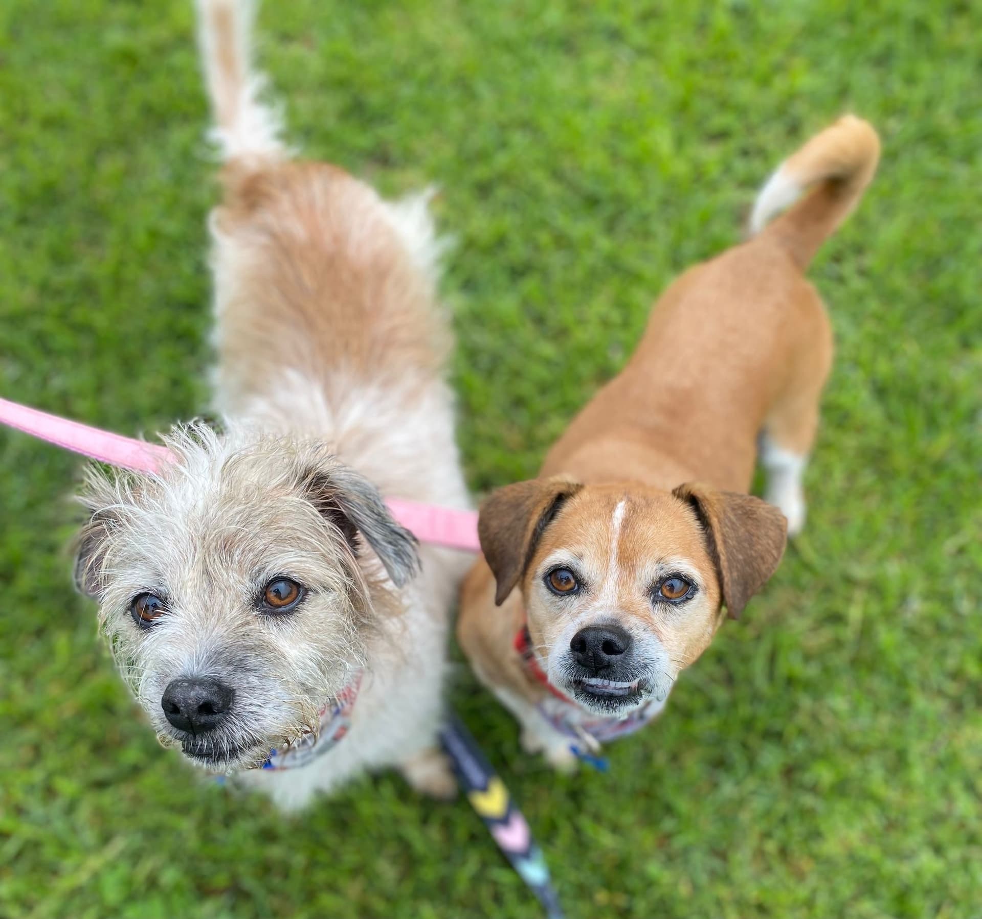 Elly May and Molly, Beagle x Cavalier King Charles and Wirehaired Terrierr for adoption in Melbourne, VIC