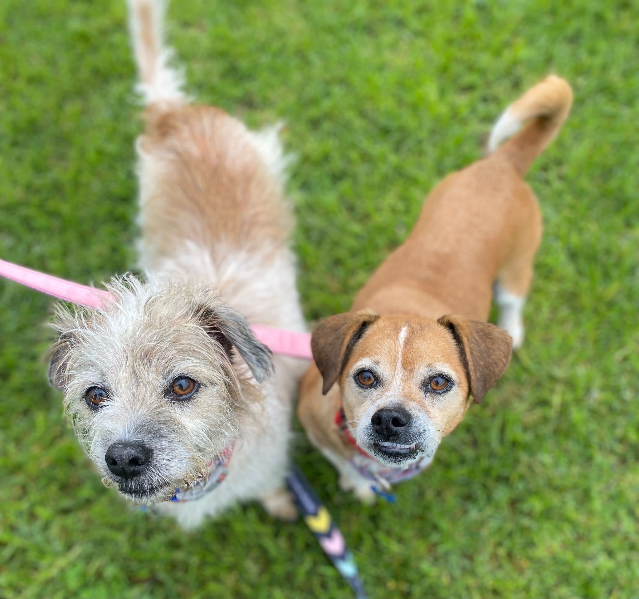 Elly May and Molly - Beagle x Cavalier King Charles and Wirehaired Terrierr available for adoption in Sydney