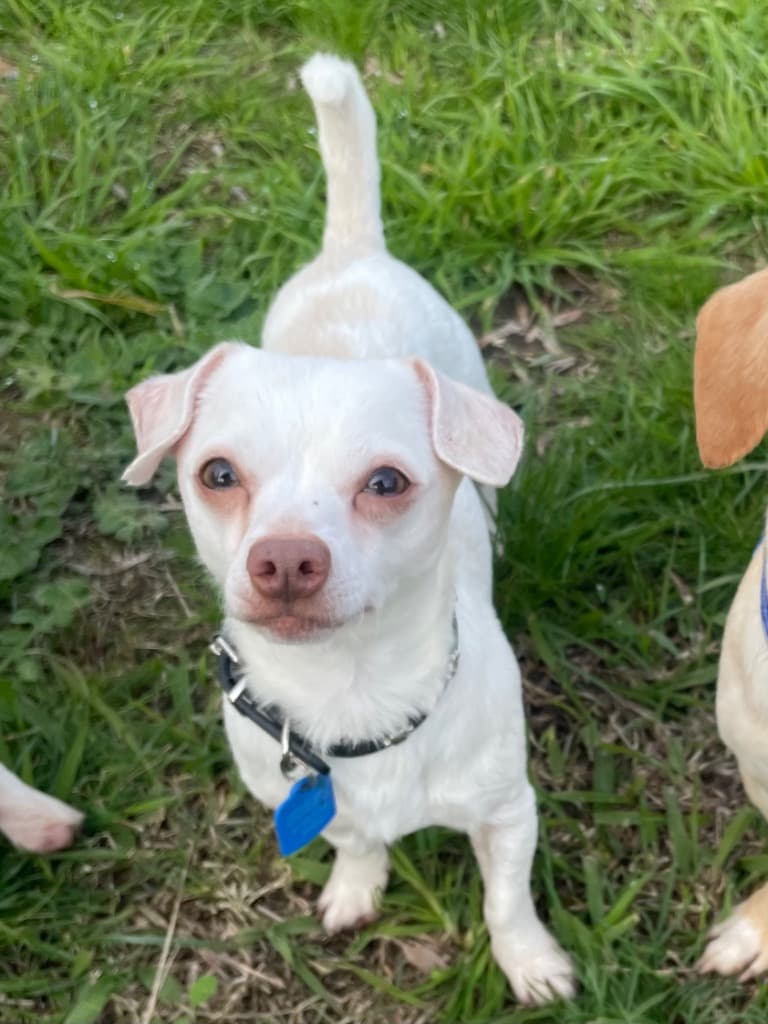 Atlas - Chihuahua x Dachshund available for adoption in Sydney
