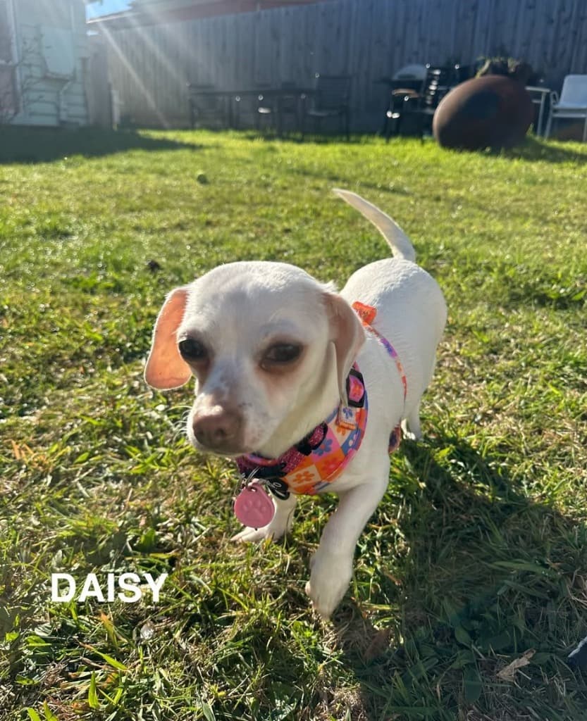 Daisy - Chihuahua x Dachshund available for adoption at Australian Animal Protection Society in Melbourne