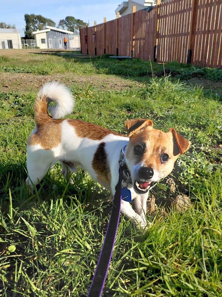 Damon - Jack Russell Terrier available for adoption at Australian Animal Protection Society in Melbourne