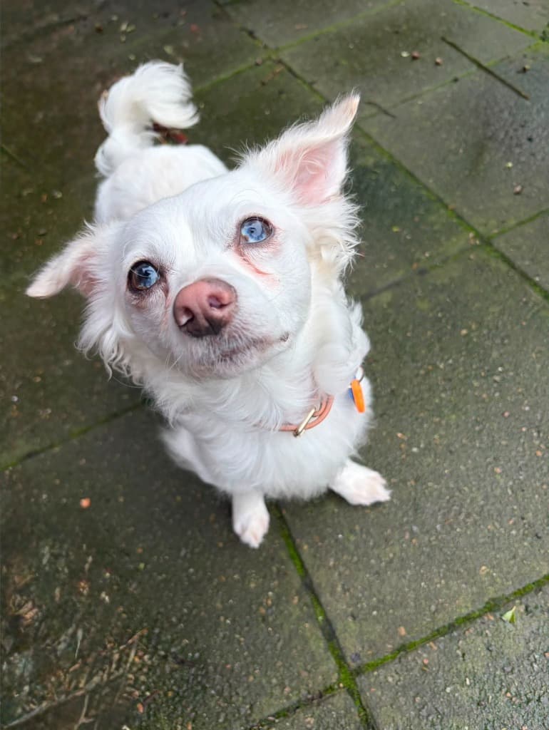Lotso - Chihuahua x Dachshund available for adoption in Sydney