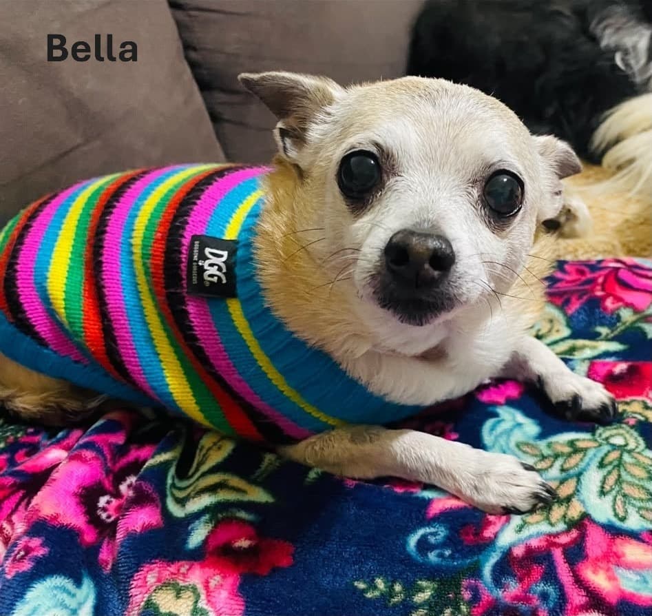 Bella and Jessie - Mixed Breed available for adoption at Australian Animal Protection Society in Melbourne