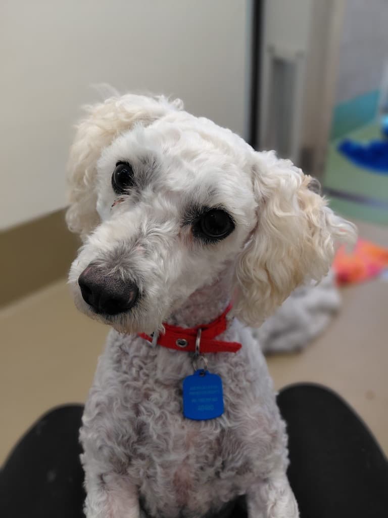 April - Poodle x Bichon Frise available for adoption in Melbourne