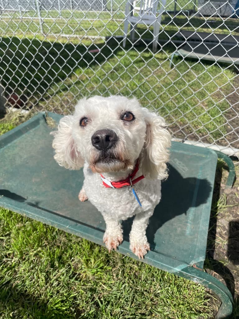 April - Poodle x Bichon Frise available for adoption in Melbourne
