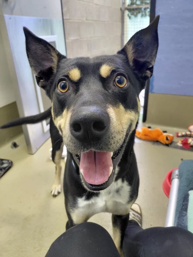 Banjo - Kelpie available for adoption at Australian Animal Protection Society in Melbourne