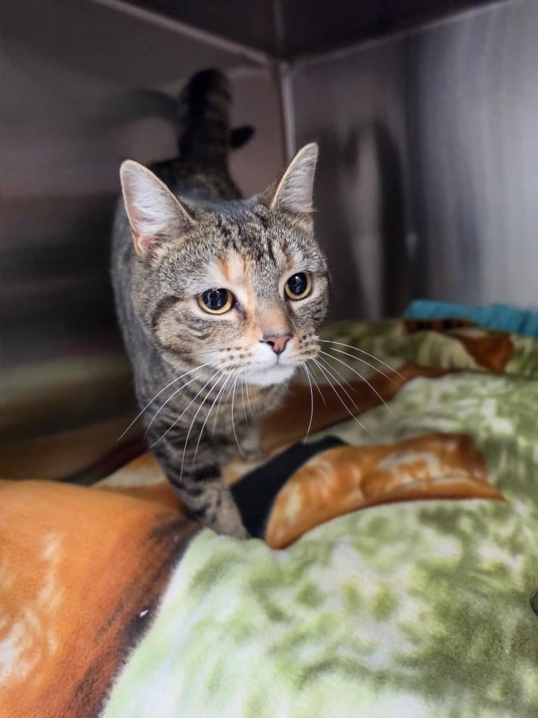Bingsu - Domestic Short Hair cat available for adoption at Australian Animal Protection Society in Melbourne