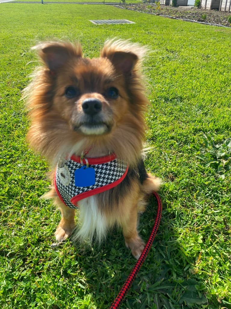 Bobo - Pomeranian x Jack Russell Terrier available for adoption at Australian Animal Protection Society in Melbourne