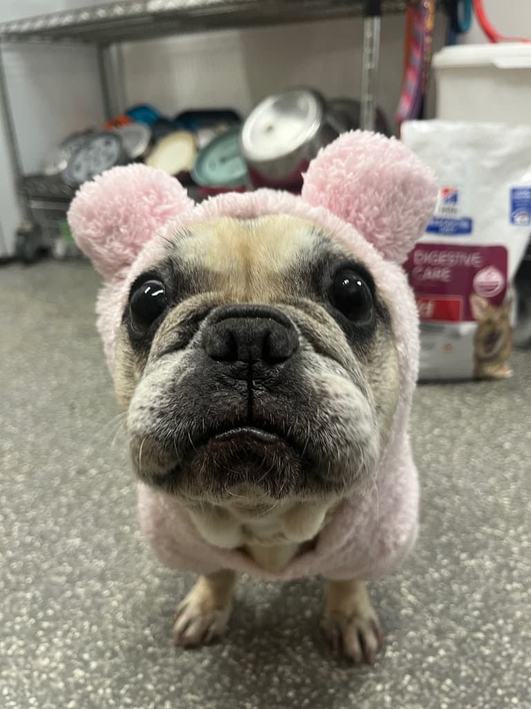 Cookie - French Bulldog available for adoption at Australian Animal Protection Society in Melbourne