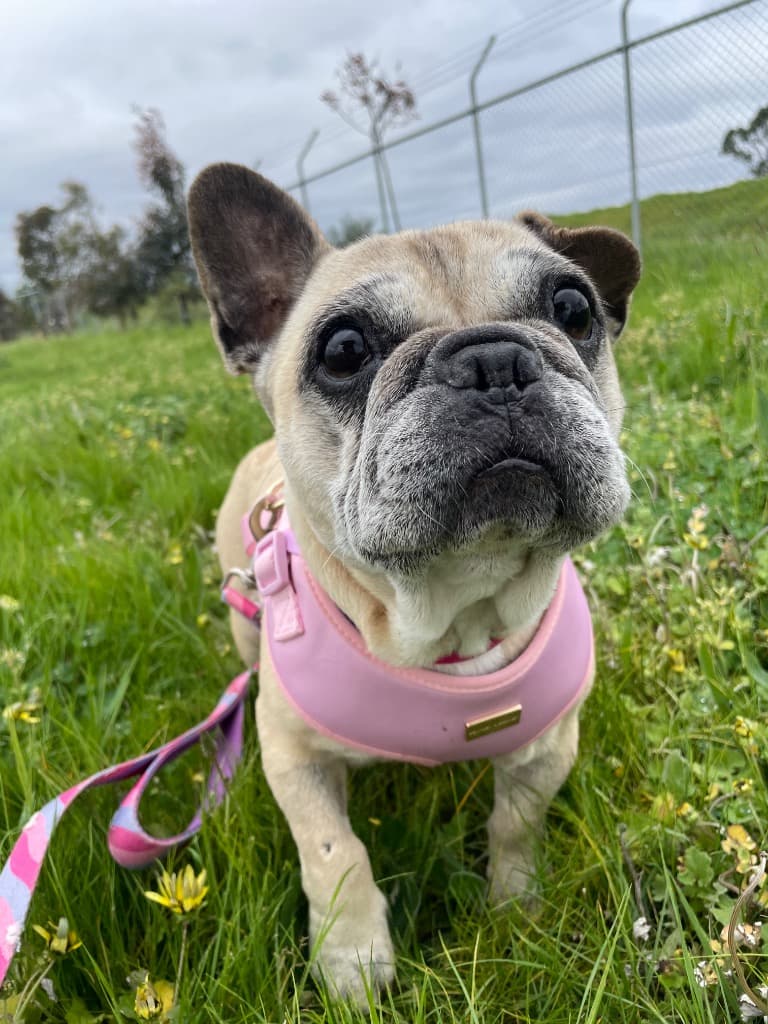 Cookie - French Bulldog available for adoption in Melbourne