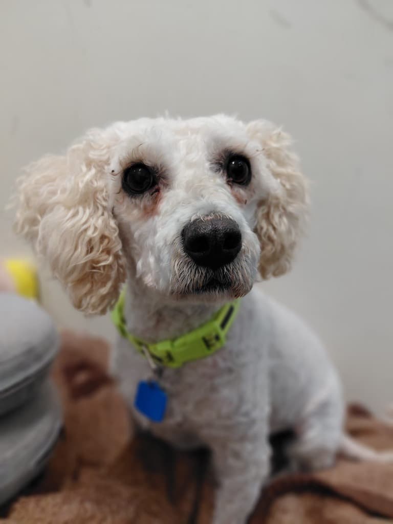 Pixie - Poodle x Bichon Frise available for adoption in Sydney
