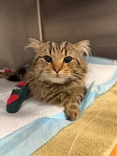 Graeson "Crash Bandicat" McLusion - Please Select cat available for adoption at Australian Animal Protection Society in Melbourne
