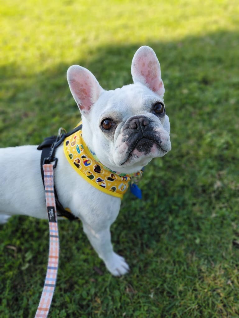 Joan - French Bulldog available for adoption at Australian Animal Protection Society in Melbourne