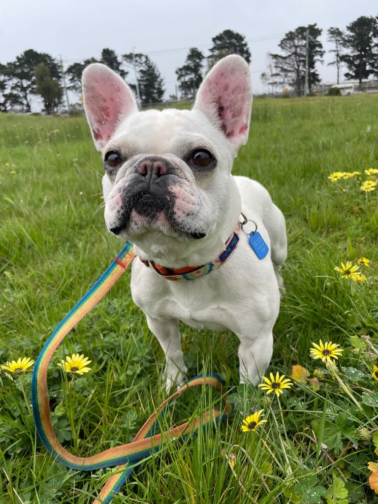 Joan - French Bulldog available for adoption at Australian Animal Protection Society in Melbourne