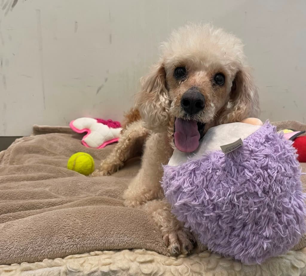 Poppy - Cavoodle available for adoption in Melbourne