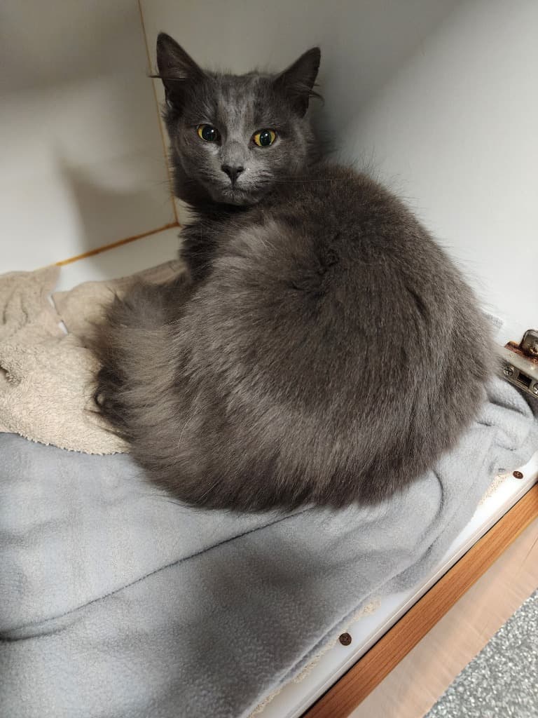 Prawn Dumpling - Domestic Medium Hair cat available for adoption at Australian Animal Protection Society in Melbourne