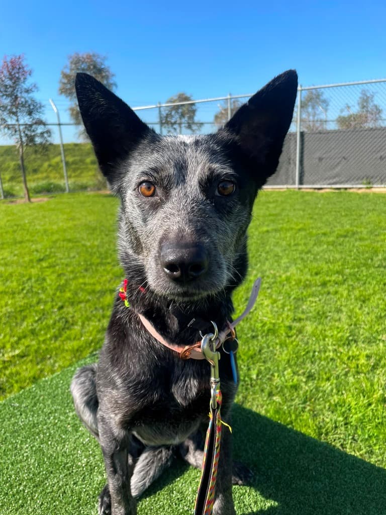 Snow - Cattle Dog available for adoption at Australian Animal Protection Society in Melbourne