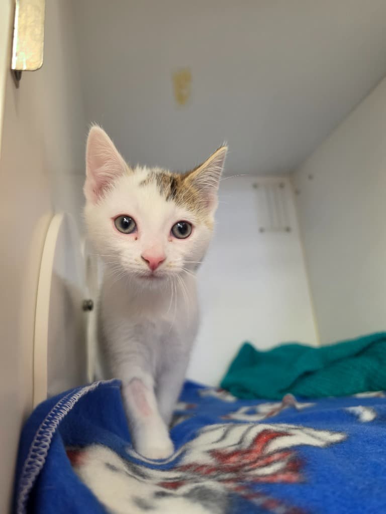 Spotty - Domestic Short Hair cat available for adoption at Australian Animal Protection Society in Melbourne