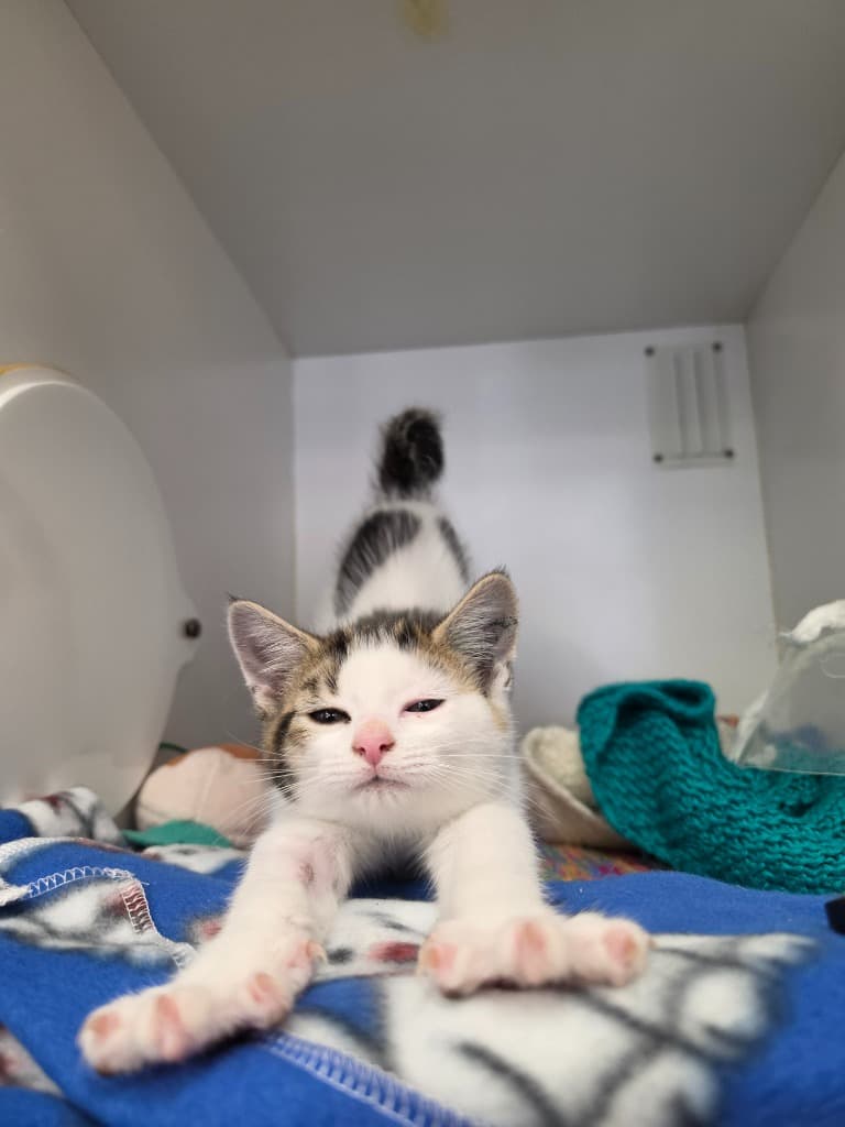 Tiggy - Domestic Short Hair cat available for adoption at Australian Animal Protection Society in Melbourne