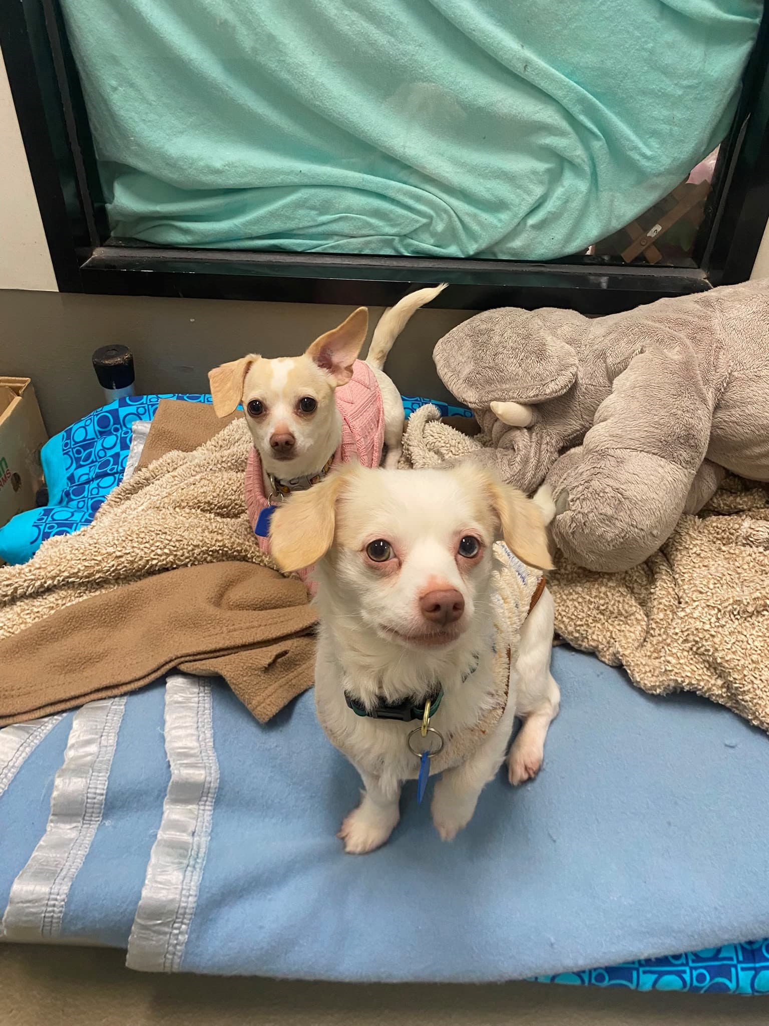 Lilypad and Smarty (Bonded Pair) - Chihuahua x Dachshund available for adoption in Melbourne