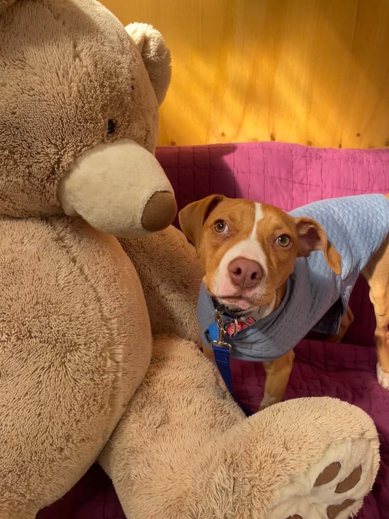 Benson Bee (B.B) - Staffordshire Bull Terrier available for adoption at Australian Animal Protection Society in Melbourne