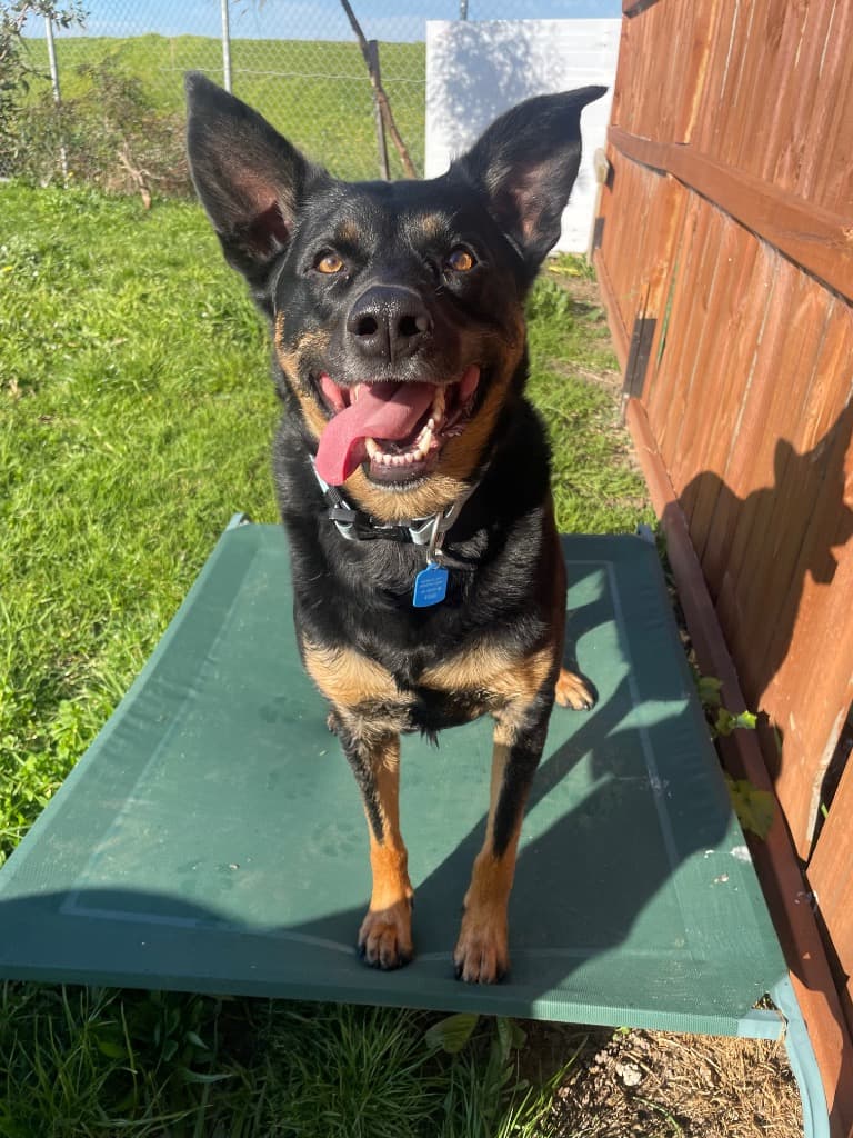 Brodie - Kelpie available for adoption at Australian Animal Protection Society in Melbourne