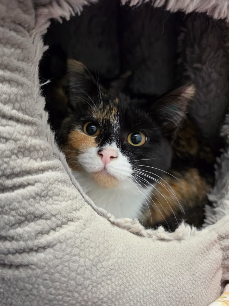 Daisy - Domestic Short Hair cat available for adoption at Australian Animal Protection Society in Melbourne