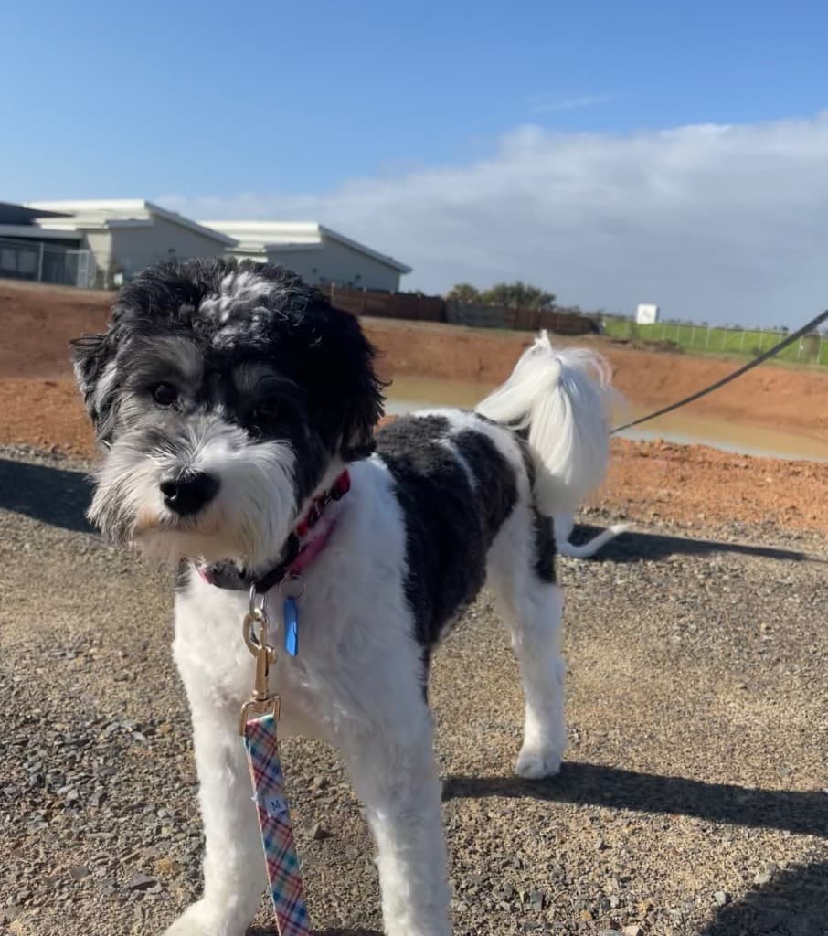Daisy - Maltese Terrier available for adoption in Melbourne