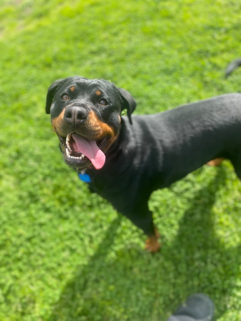 Jessie - Rottweiler available for adoption at Australian Animal Protection Society in Melbourne