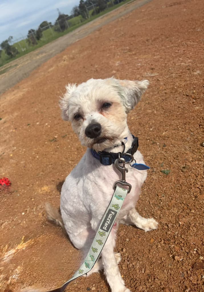 Ollie (FOSTER ONLY) - Shih Tzu x Poodle available for adoption in Melbourne