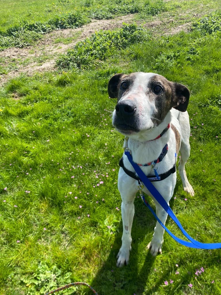 Terry - Bull Arab available for adoption at Australian Animal Protection Society in Melbourne